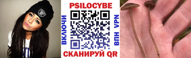 где можно купить   Приозерск  Псилоцибиновые грибы мицелий 